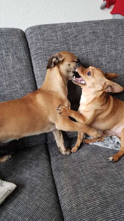 Bester Freund, Hundekumpel - zeigt her!-Beitrag-Bild