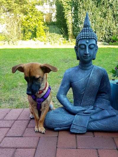 Zeigt mal die schönsten Bilder von euren Hunden !-Beitrag-Bild