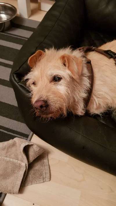 Seelenhunde-Beitrag-Bild