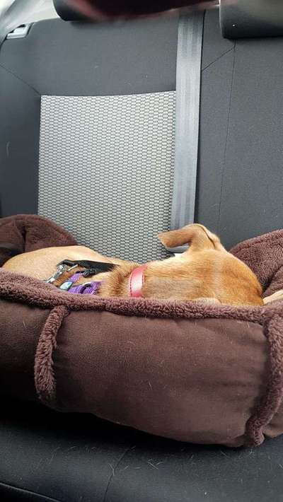 Autositz für mittelgroßen Hund-Beitrag-Bild