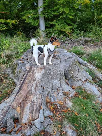 Wo sind die Jack und Parson Russell Terrier?-Beitrag-Bild