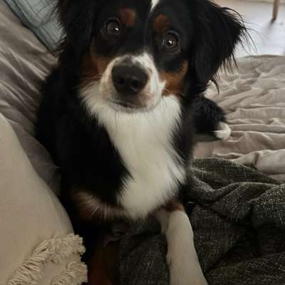 Hundetreffen-Begegnungstraining-Bild