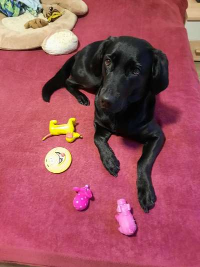 Labradorfans-Beitrag-Bild