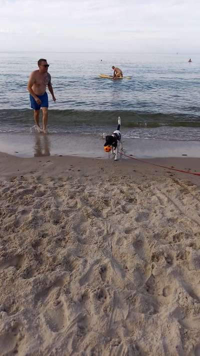 Dansky (Dansk-Svensk Gårdshund)-Beitrag-Bild