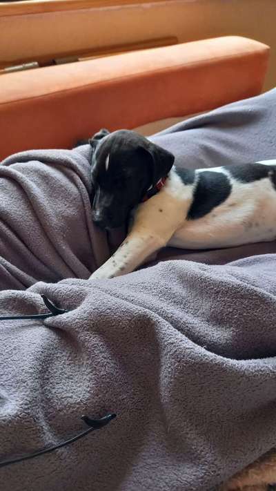 Dansky (Dansk-Svensk Gårdshund)-Beitrag-Bild