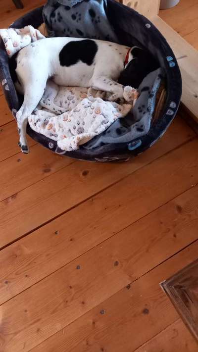 Dansky (Dansk-Svensk Gårdshund)-Beitrag-Bild