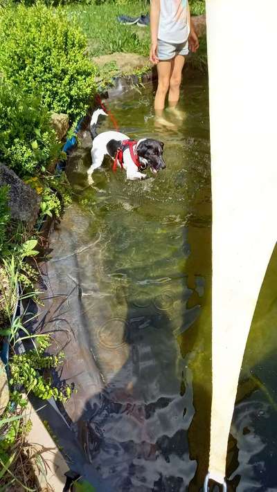 Dansky (Dansk-Svensk Gårdshund)-Beitrag-Bild