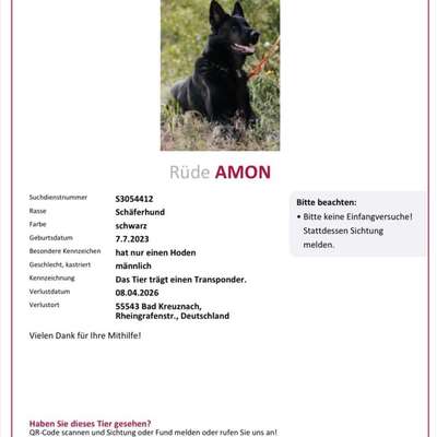 Suchmeldung-Amon-Bild