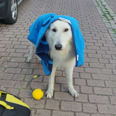 Hundetreffen-Schwimmen Laubenheim/Oppenheim-Bild