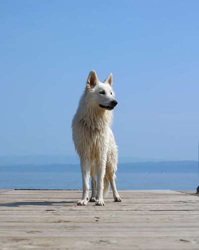 Reinrassige Hunde?-Beitrag-Bild