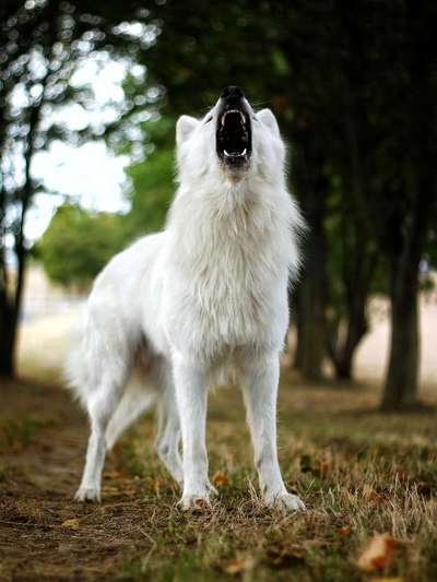 Weiße Schweizer Schäferhunde-Beitrag-Bild