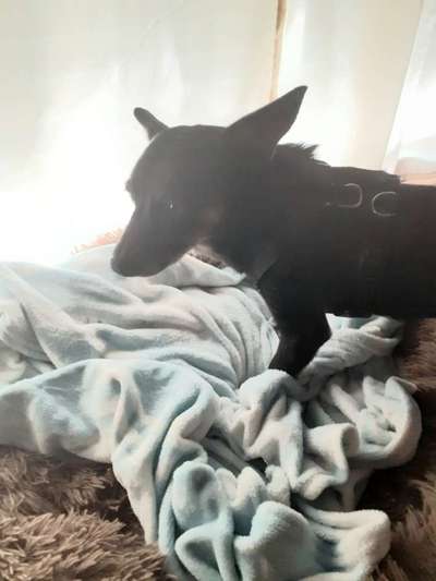 Inkontinenz bei Rüden,suche Windeln fürs grosse Geschäft-Beitrag-Bild