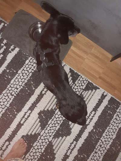 Inkontinenz bei Rüden,suche Windeln fürs grosse Geschäft-Beitrag-Bild