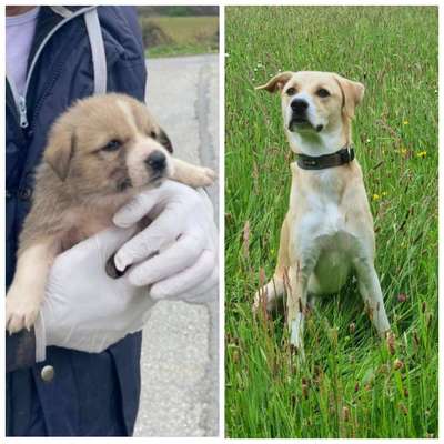 Vom Welpen zum Hund-Beitrag-Bild