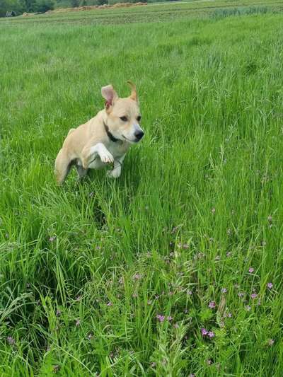 Foto Challenge Nr. 137 - Lass die Ohren fliegen-Beitrag-Bild