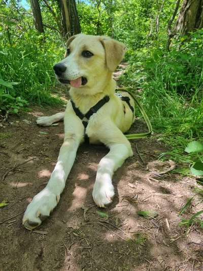 Tongue Out Tuesday-Beitrag-Bild