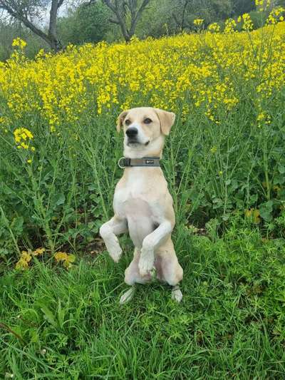 Dogorama Photo Challenge - Frühlingserwachen-Beitrag-Bild