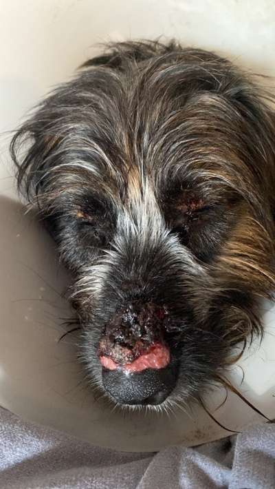 Vorbeugung allergischer Reaktionen-Beitrag-Bild