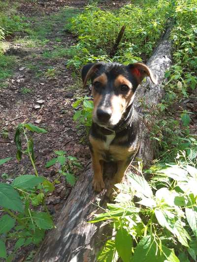 Die Dogorama Monats Challenge "Es grünt und blüht"-Beitrag-Bild