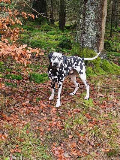 Hundetreffen-Gemeinsame Gassirunde-Bild