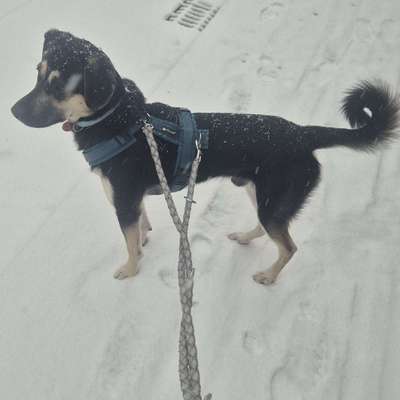 Hundetreffen-Neue Freunde gesucht zum Toben-Bild