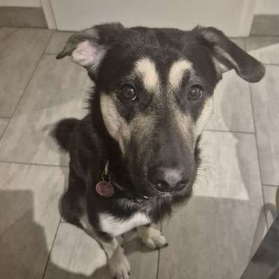 Hundetreffen-Neue Freunde gesucht zum Toben-Bild