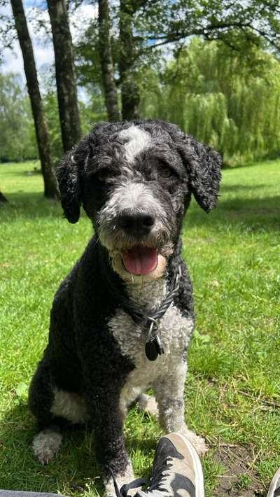 Perro de Aqua Espaniol-Beitrag-Bild