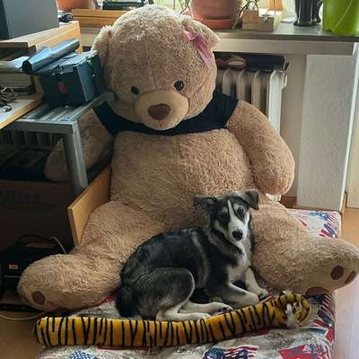 Hundetreffen-🐾 Pfotenfreunde gesucht – gemeinsam statt einsam! ❤️-Bild