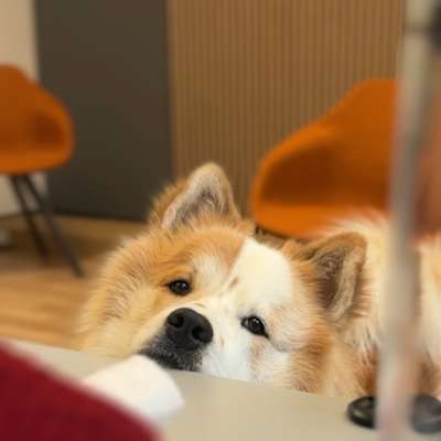 Hundetreffen-Social Walk & Spielen-Bild