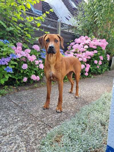 Rhodesian Ridgeback-Beitrag-Bild