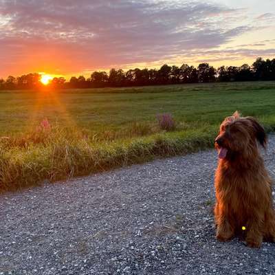 Hundetreffen-Kleine gemeinsame Wanderungen im Freilauf-Bild