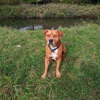 Hundetreffen-Spielgefährten-Bild