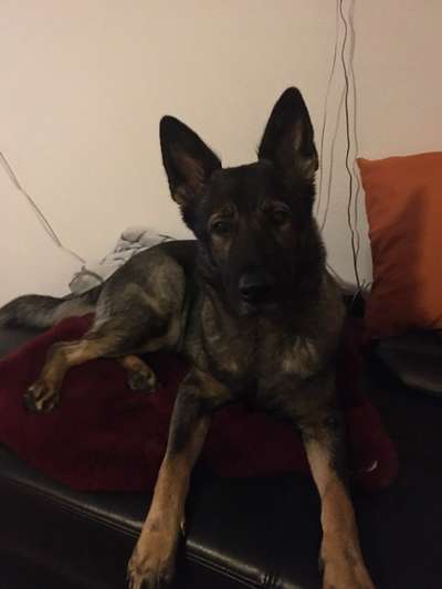 Deutsche Schäferhunde, Belgische Schäferhunde.-Beitrag-Bild