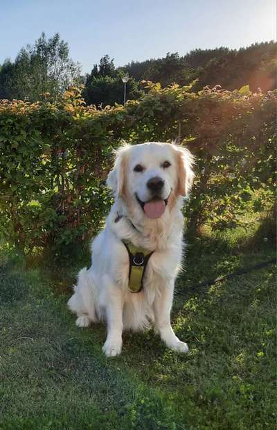 Wo sind die Golden Retriever Liebhaber?-Beitrag-Bild