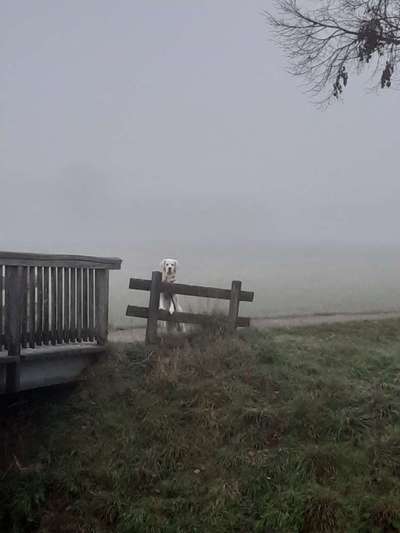 Dogorama Photo Challenge - Nebel-Beitrag-Bild