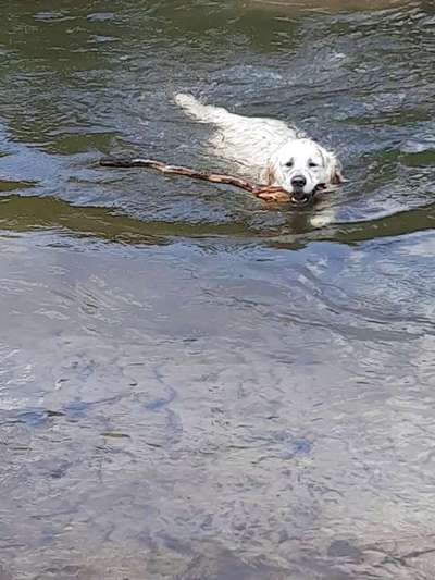 Wo sind die Golden Retriever Liebhaber?-Beitrag-Bild