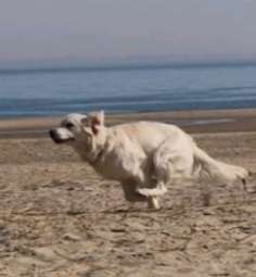 Fotochallenge 66 ~ Rennaction -Zeig deinen Hund im Lauf-Beitrag-Bild