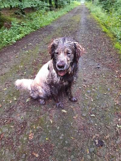 Wo sind die Golden Retriever Liebhaber?-Beitrag-Bild