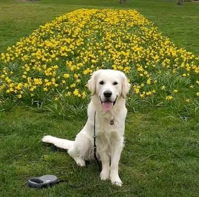 Dogorama Photo Challenge - Der Frühling kommt-Beitrag-Bild