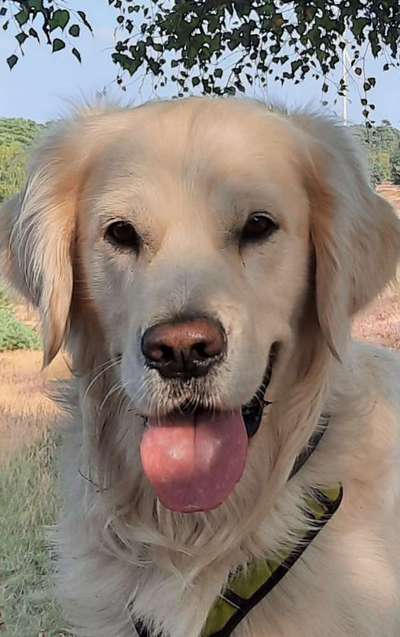 Fotochallenge Nr. 59 - Mein Hund zeigt die Zunge-Beitrag-Bild