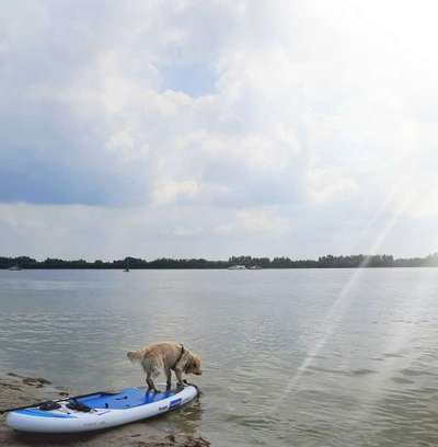 Stand Up Paddle Board-Beitrag-Bild