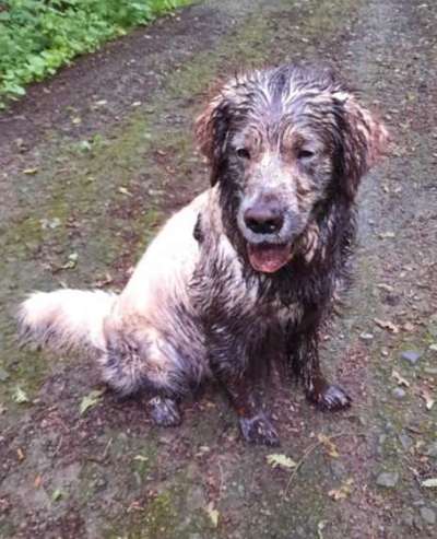 FOTOCHALLENGE 72 - Glücklicher Hund im Schmuddel-Look-Beitrag-Bild