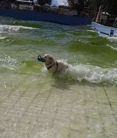 Wo sind die Golden Retriever Liebhaber?-Beitrag-Bild