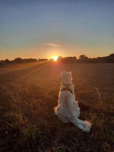 Dogorama Foto Challenge - Dämmerung-Beitrag-Bild