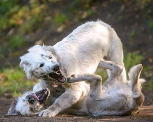 Lustigsten Grimassen von euren Hunden-Beitrag-Bild