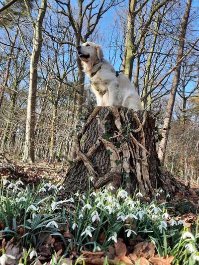 Wo sind die Golden Retriever Liebhaber?-Beitrag-Bild