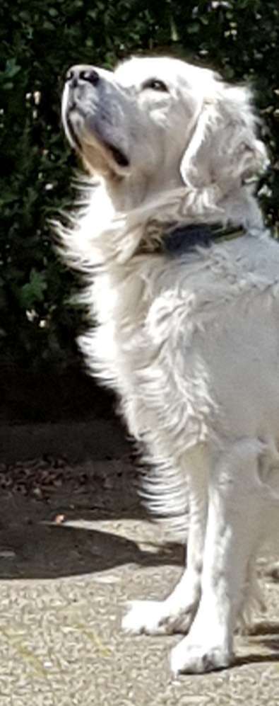 Wo sind die Golden Retriever Liebhaber?-Beitrag-Bild