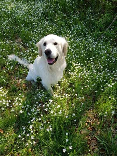 Handy Foto Challange Nr. 46  Happy Dog-Beitrag-Bild