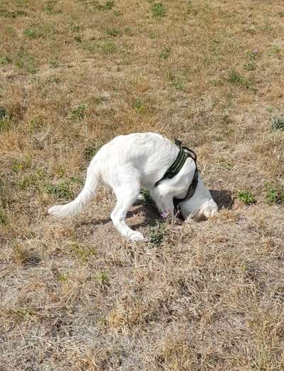 Dogorama Photo Challenge - Buddeln-Beitrag-Bild