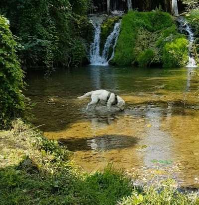 Dogorama Photo Challenge - Wasserfall-Beitrag-Bild